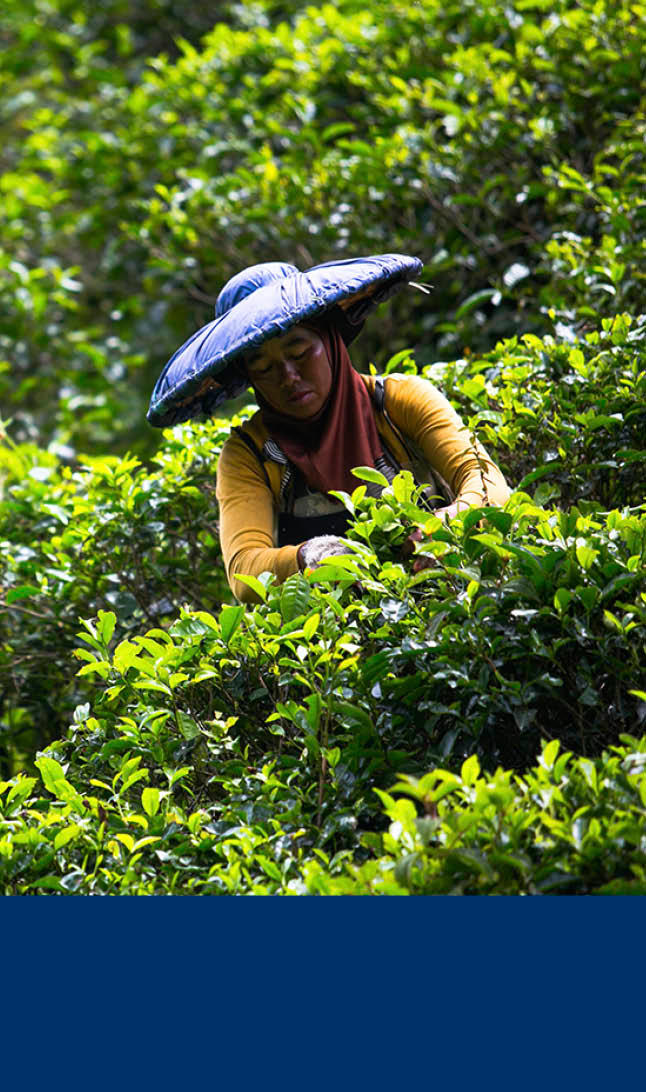 Baerekraft hero mobil-apenhetsloven