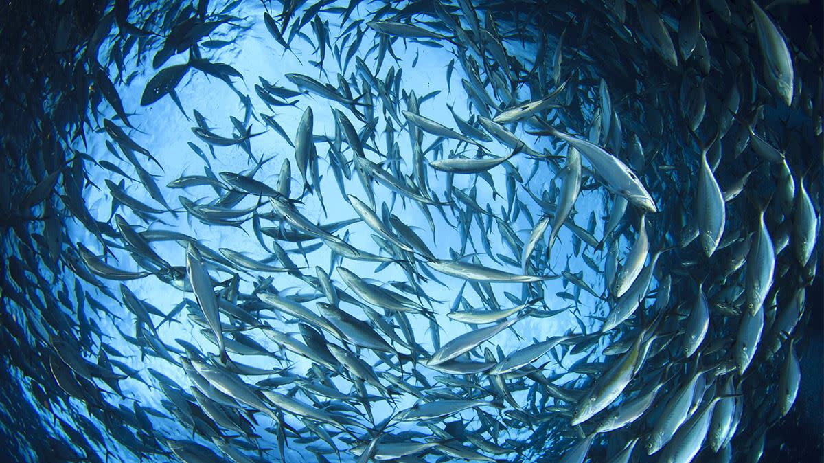 En steam av fisk som svømmer rundt og rundt under havet