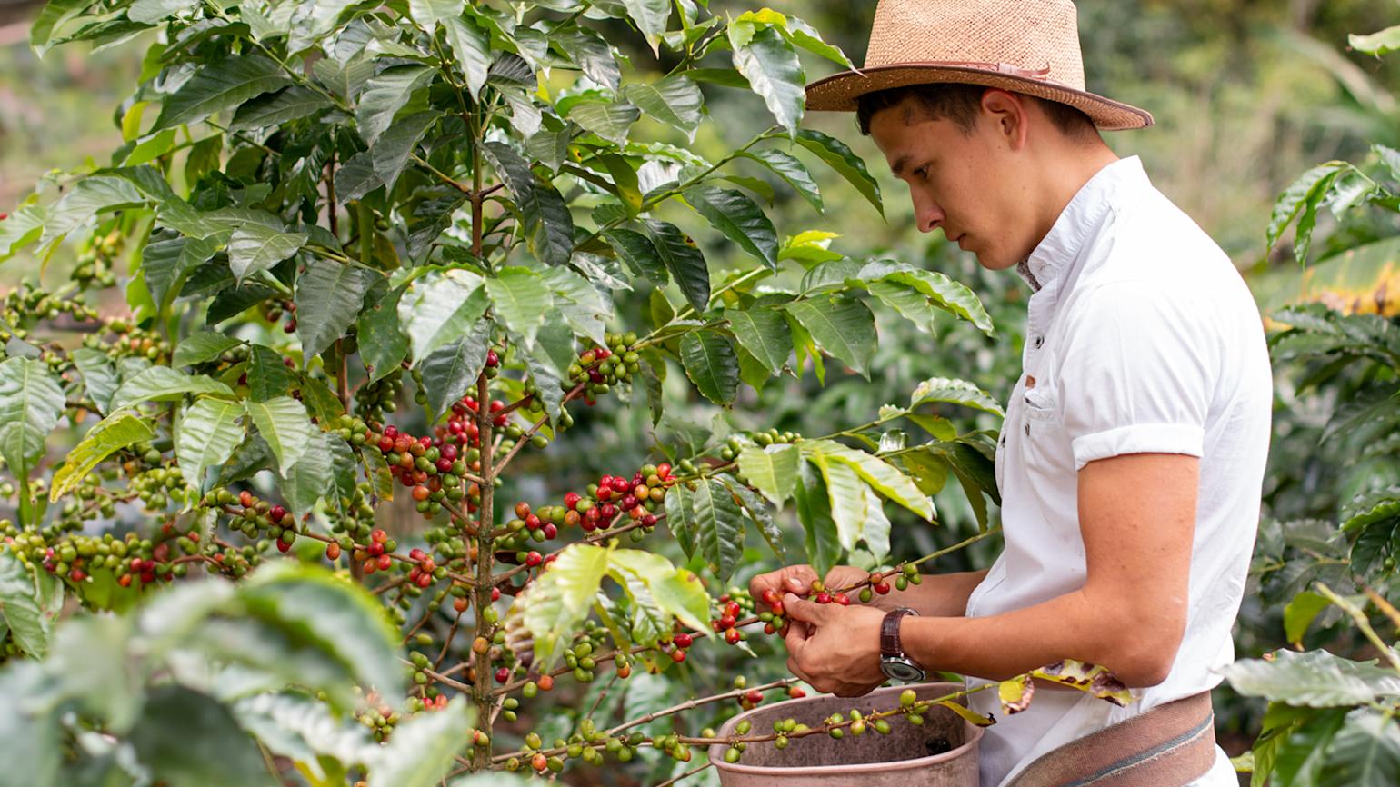 Mann plukker kaffe fra kaffebusker