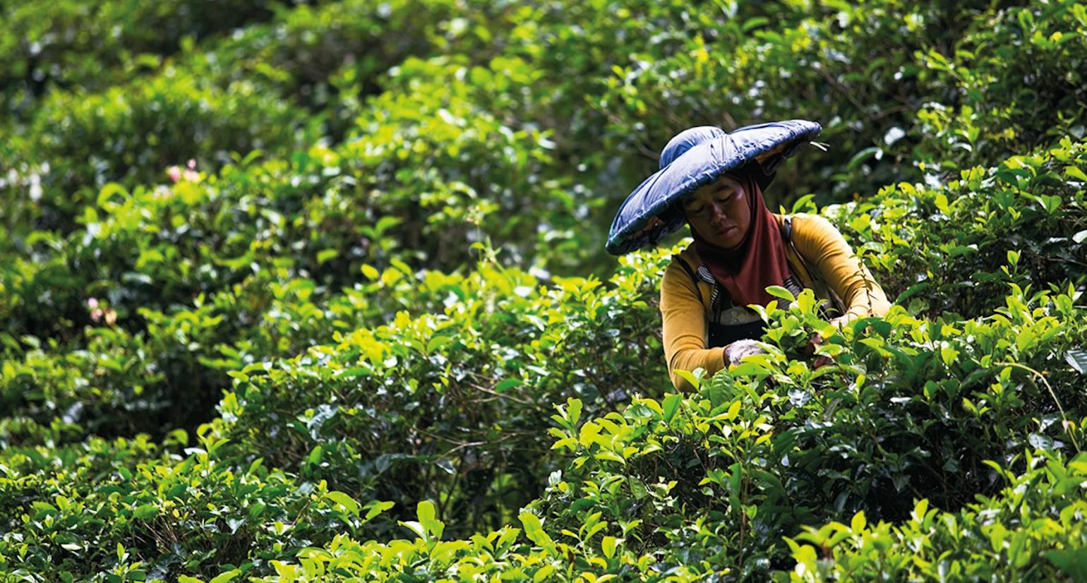 Dame i grønn fauna.