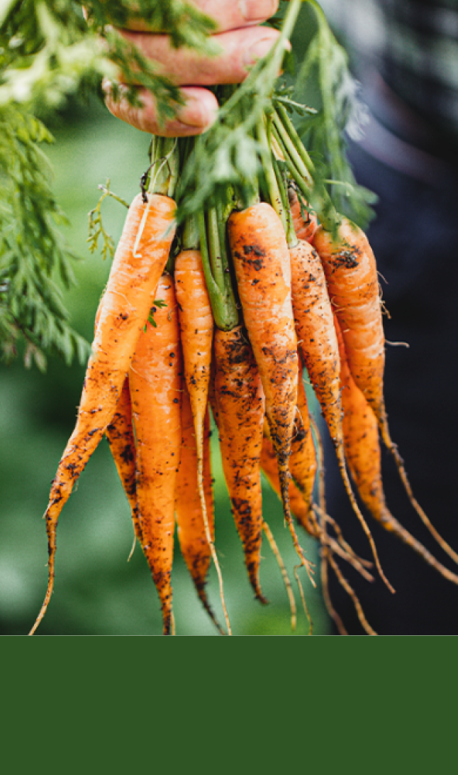 Nyplukkede gulrøtter øverst og grønn bakgrunn nederst