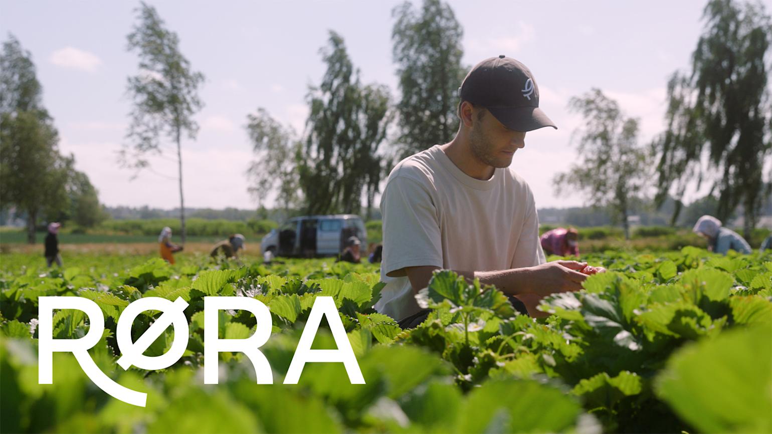 Røra - Mann plukker bær i åkeren - med Røra logo