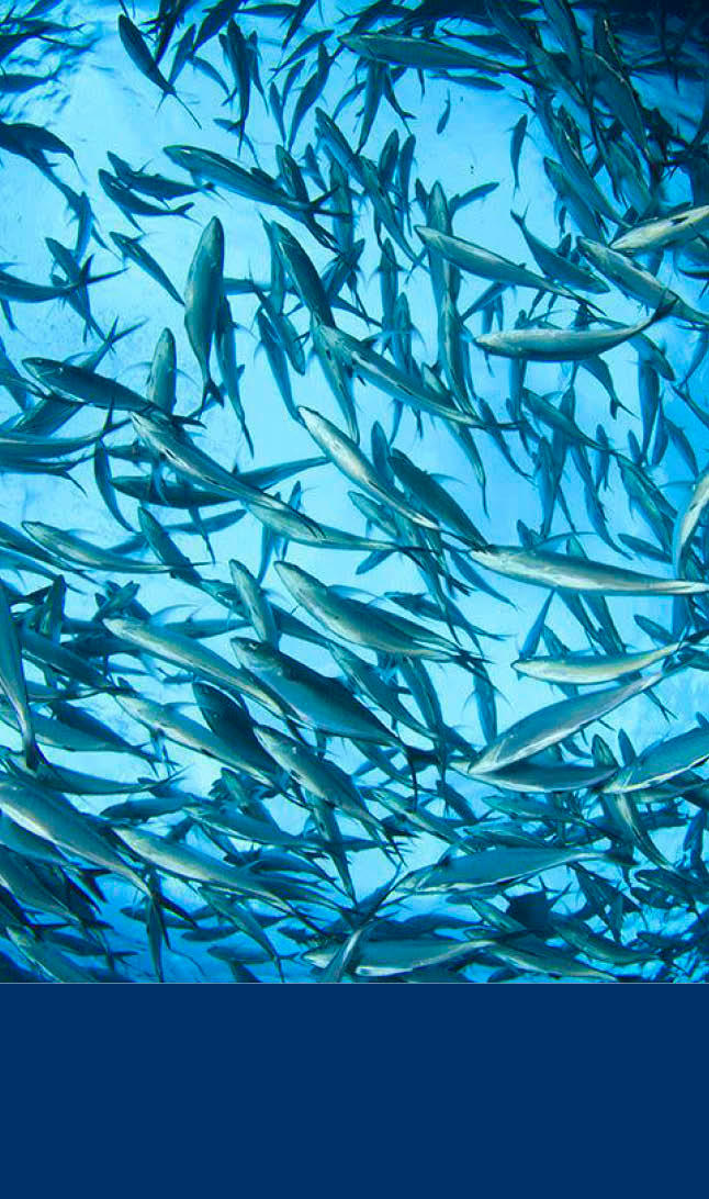 Baerekraft hero mobiltunfisk