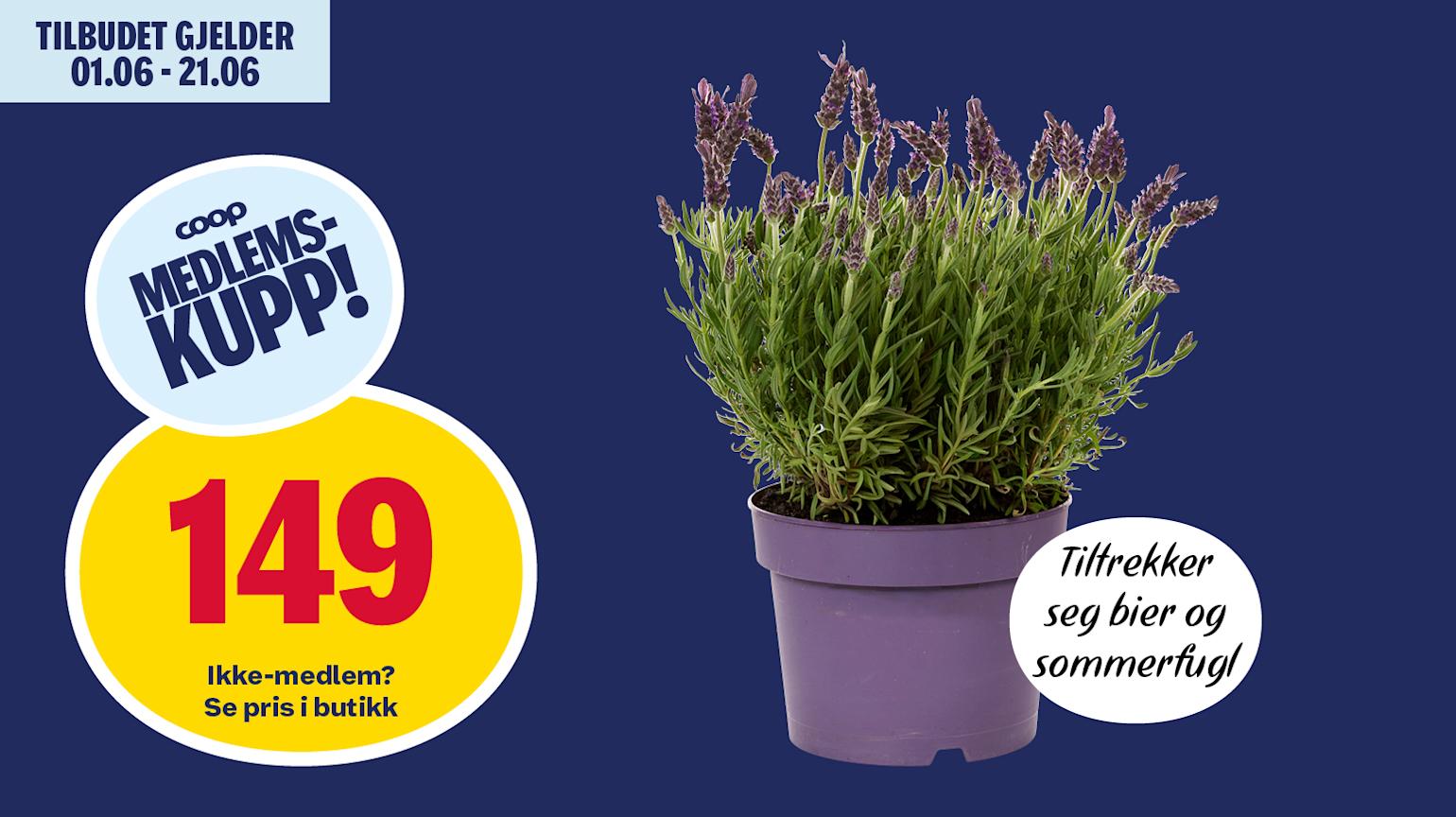 Lavendel