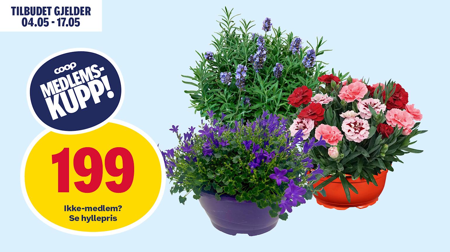 Sommerblomst