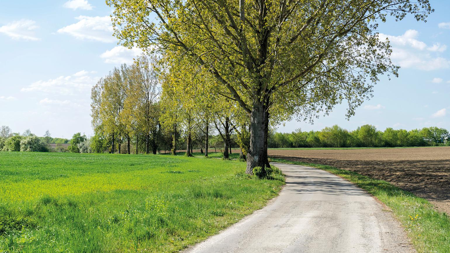 Bilde av en vei med trær på venstre side.