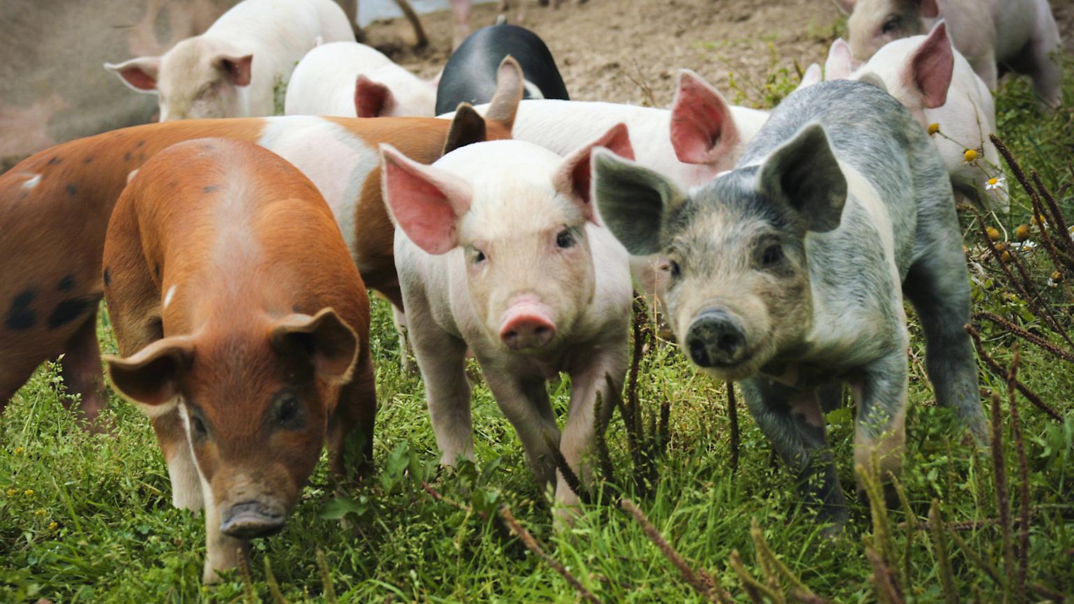 Tre små griser på grønn eng