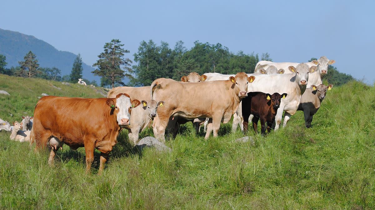 Bilde av kuer i gresset