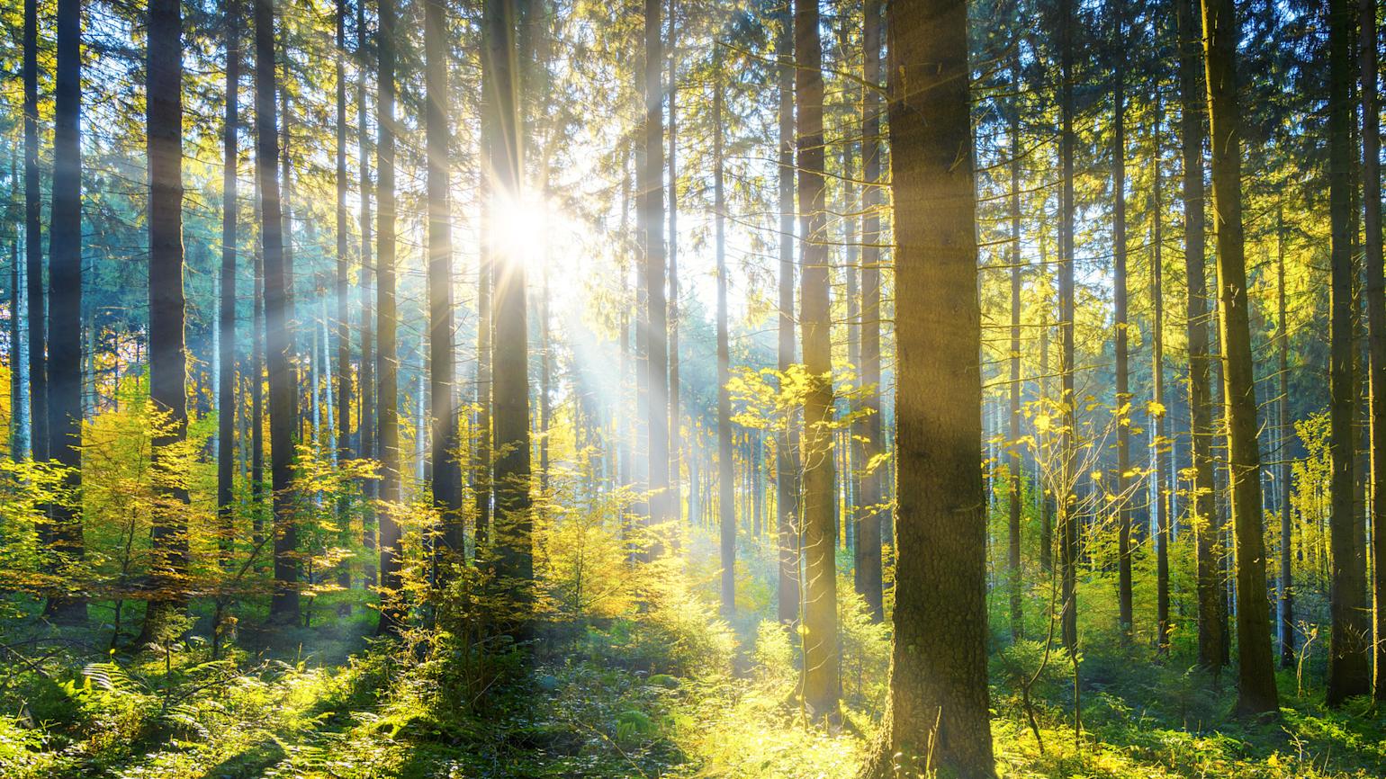 Stort, grønt tre med sollys bak