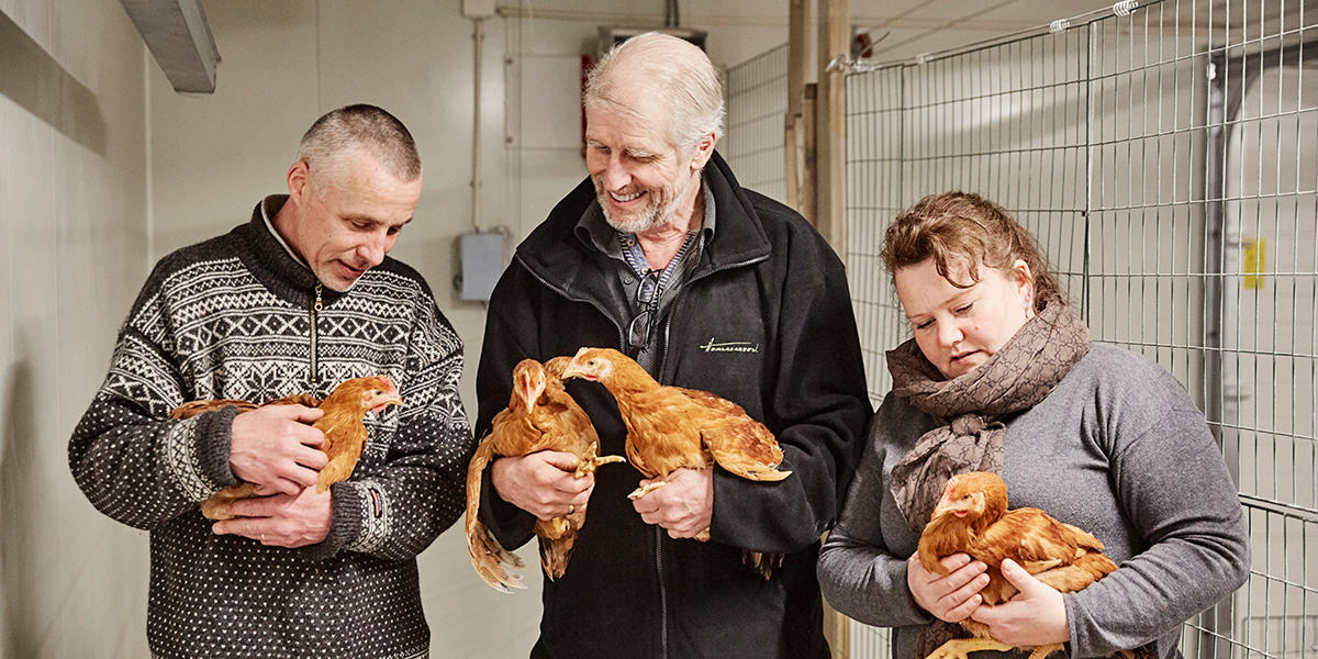 Ansatte hos Homlagarden, Änglamarks kylling- og kalkunleverandør, står i et hønsehus med høner i armene.