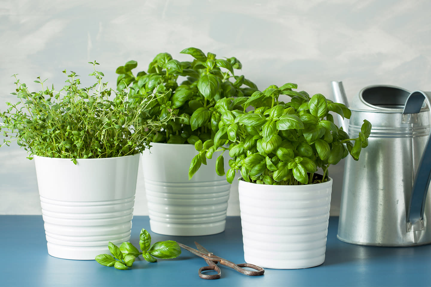 Tre ulike urteplanter står på benk ved siden av en vannkanne