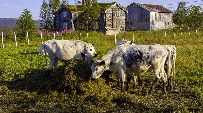 dyrevelferd roros-ku