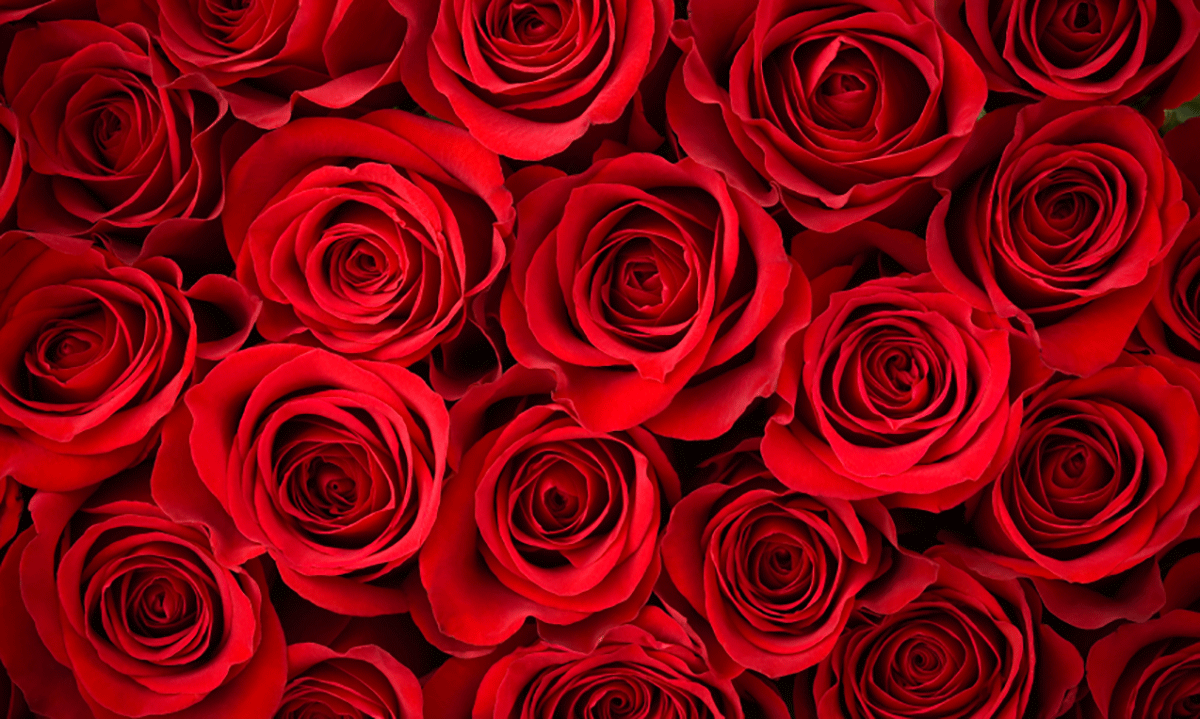 Stor flott bukett med røde roser