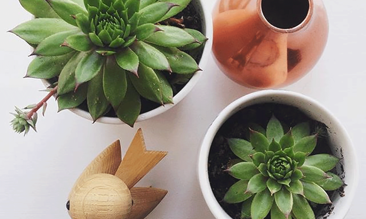 Sukkulenter i potte på bord