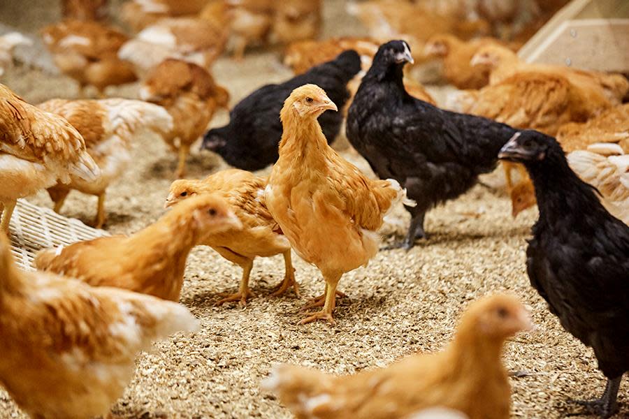 Økologiske høns i hønsefjøs hos Homlagarden.