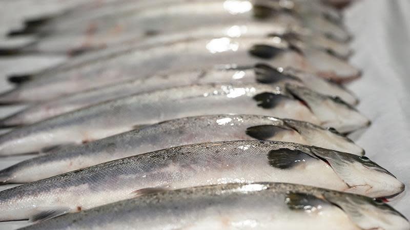 sjomat laks Oppdrettsfisk