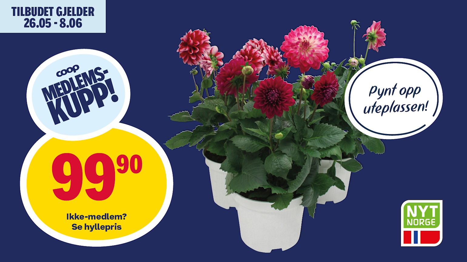 Medlemskupp på Georgine Dahlia