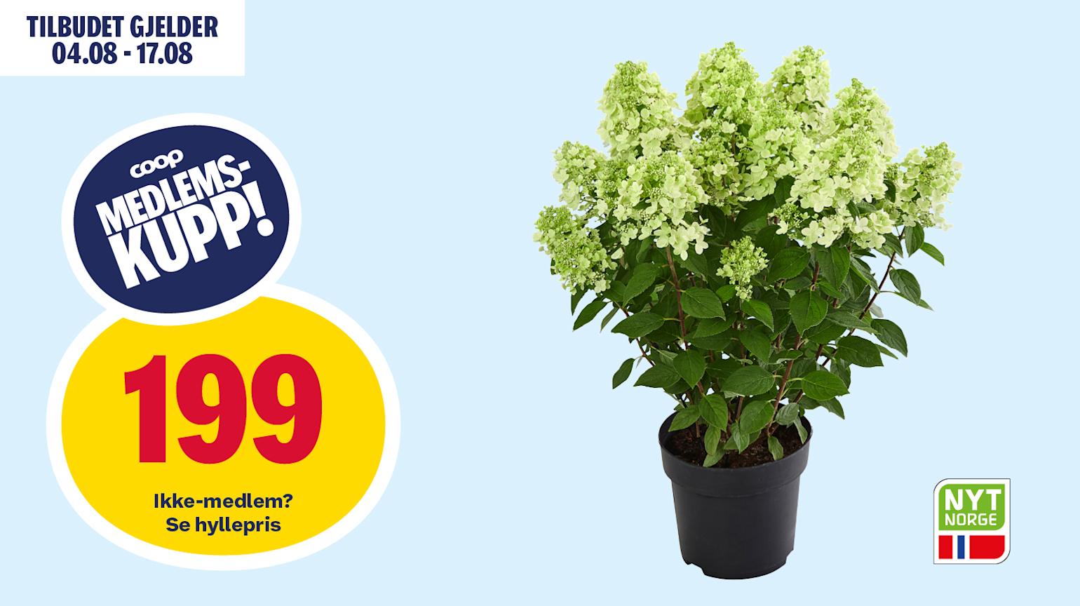 Syrinhortensia