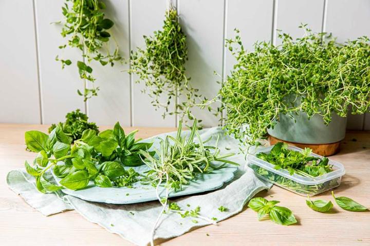 Grønne urter av forskjellige slag står i potte, ligger på en fjøl, henger i buketter fra veggen og ligger i boks på kjøkkenbenken. Timian, oregano, basilikum og rosmarin.